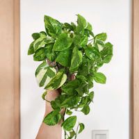 ポトス,ポトスエメラルド,ポトスエメラルド,観葉植物,室内組の画像
