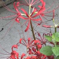 ヒガンバナ,癒し,花のある暮らし,応援花❤️,❤️M.family❤️の画像