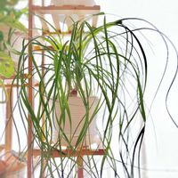 トックリラン,トックリラン(ポニーテール),観葉植物,塊根植物,ガーデニングの画像