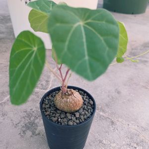 ステファニア セファランサ  ハヤタ,珍奇植物,根塊植物,ステファニア属,ステファニア セファランサ ハヤタの画像