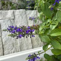 ブルーサルビア,玄関アプローチの画像