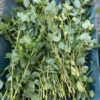モロヘイヤ,朝どり野菜,自家製野菜,収穫祭,旬のものの画像