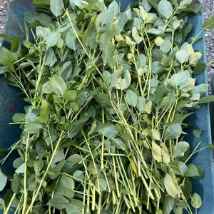モロヘイヤ,朝どり野菜,自家製野菜,収穫祭,旬のものの画像