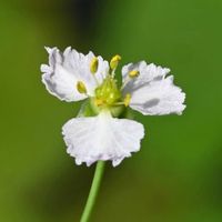 オモダカ,ヤエオモダカ,マルバオモダカ,山野草,水生植物の画像