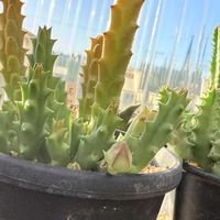 スタペリア,ガガイモ,スタペリア牛角,多肉植物,ガーデニングの画像