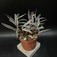 観葉植物,塊根植物,コーデックス,珍奇植物,ケープバルブの画像