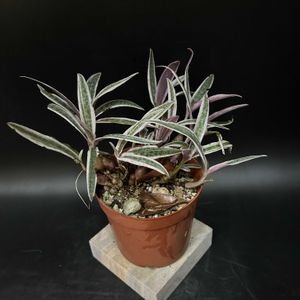 観葉植物,塊根植物,コーデックス,珍奇植物,ケープバルブの画像