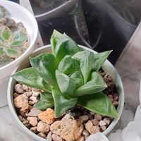 ハオルチア,ハオルチア,多肉植物,多肉ちゃん,成長記録の画像