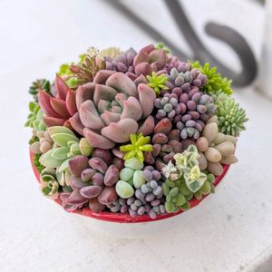 寄せ植えの画像