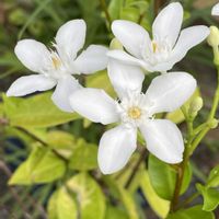 セイロンライティア,癒し,花のある暮らし,庭の画像