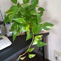 多肉植物,観葉植物,ベランダガーデン,癒し,元気！の画像