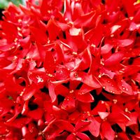 ブーゲンビリア,サンタンカ（山丹花）,サンタンカ（山丹花）,ブーゲンビリア (ピンク),おでかけ先の画像