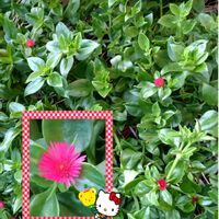グリーンサンローズ,アプテニア属　グリーンサンローズ,多肉植物,ピンクの花,多肉植物の花の画像