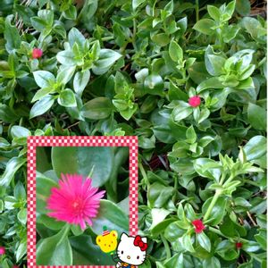 グリーンサンローズ,アプテニア属　グリーンサンローズ,多肉植物,ピンクの花,多肉植物の花の画像