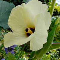 オクラ,オクラの花,オクラの実,オクラの実と花,ガーデニングの画像
