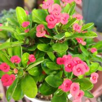 ハナキリン,ハイビスカス 八重咲き,鉢植え,テラスの画像