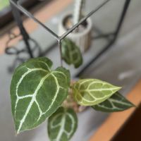 アンスリウム,アンスリウム  クリスタリナム,観葉植物の画像