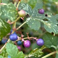 ノブドウ,ガーデニング,花のある暮らし,宝石みたい,小さな庭の画像