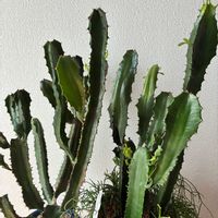 リプサリス,大雲閣,スマホ撮影加工なし,花の15年組の画像