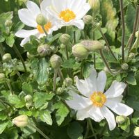 シュウメイギク,花のある暮らし,おうち園芸,白い水曜日♡,花咲く乙女たち♡の画像