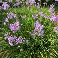 ツルバキア,スマホ撮影加工なし,花の15年組,庭の画像