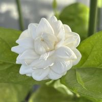 ジャスミン,ジャスミン,八重咲きジャスミン,八重咲きジャスミン,成長を楽しむの画像