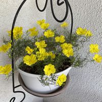 ゼフィランサス,百日草,カリロファス サニーチャープ,吊り鉢,GS日和の画像