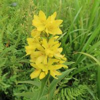 アキノキリンソウ,オミナエシ,クサレダマ,キンミズヒキ,マルバダケブキの画像