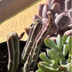 セネシオ・スタペリフォルミス,花のある暮らし,多肉女子,ベランダの画像