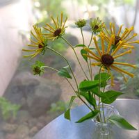 ルドベキア,花のある暮らし,平和を願う,しぞーか勢,おうち園芸の画像