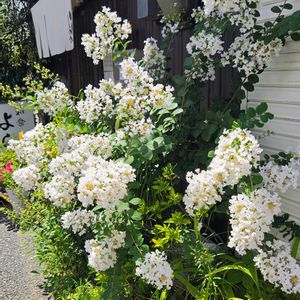 カーネーション,サルスベリ,サルスベリ,サルスベリ,ペチュニアの画像