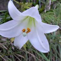 テッポウユリ,タカサゴユリ,大好き,山野草,癒しの画像