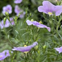 ニーレンベルギア,庭の花,花のある暮らし,暑いのに頑張ってるの画像