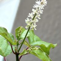 ジュズサンゴ,ジュズサンゴの花,こぼれだねジュズサンゴ,こぼれだね,花は癒し.｡.:*♡の画像