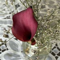 カラー,うちの庭,ピンク色のお花,お花のある暮らし,さりげない花たちの画像