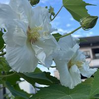ガウラ,スイフヨウ,バーベナ,マツバボタン,酔芙蓉の画像