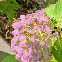 アジサイ,ヤマイモ,アベリア,紫陽花 自然のドライフラワー,紫陽花の天然ドライフラワーの画像