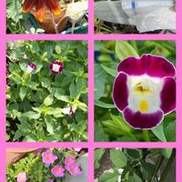 ゼフィランサス,デュランタ 宝塚,西洋アサガオ、ジプシーブライダル,セリア重なる鉢植え,紫の花の画像