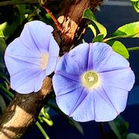 ヒルガオ,散歩の途中の画像