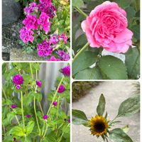 千日紅,バラ,ミニひまわり,八重咲きペチュニア,我が家の庭の画像