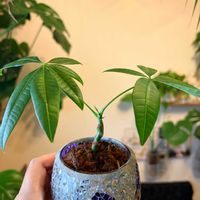 パキラ,観葉植物,水苔栽培,ワンルームの画像
