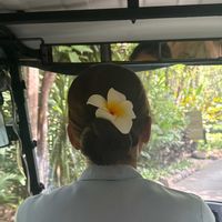 プルメリアの画像