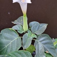 サルスベリ,ダチュラ,ワタ,ワタ,白い花の画像