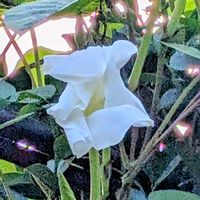 ヨルガオ,ユウガオの画像