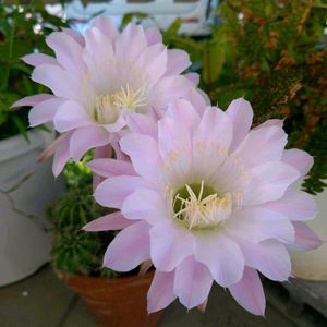 サボテンの花の画像