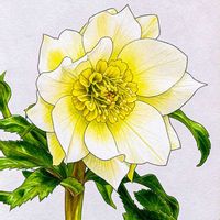 クリスマスローズ,花のある暮らし,画像加工, クリスマスローズ,花のある生活の画像
