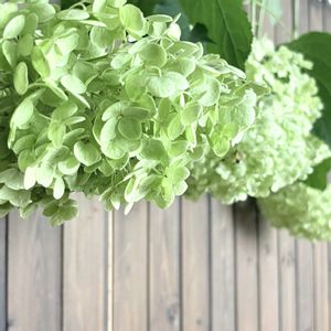 アナベル,アジサイ　アナベル,紫陽花 アナベル,ミニドラゴンフルーツ,ミニドラゴンフルーツの実と種の画像