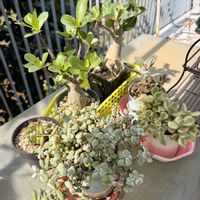 熊童子錦,アデニウム,翠晃冠錦,ビア ホップ,タニラーの画像