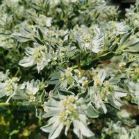 ガウラ,フランネルフラワー,ハツユキソウ,ハツユキソウ,花のある暮らしの画像