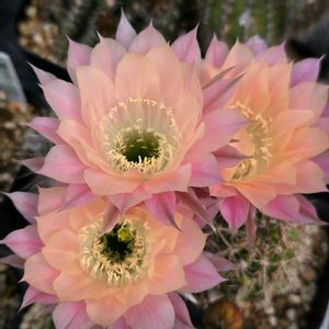 サボテン,花サボテン,多肉植物,サボテンの花,花のある暮らしの画像